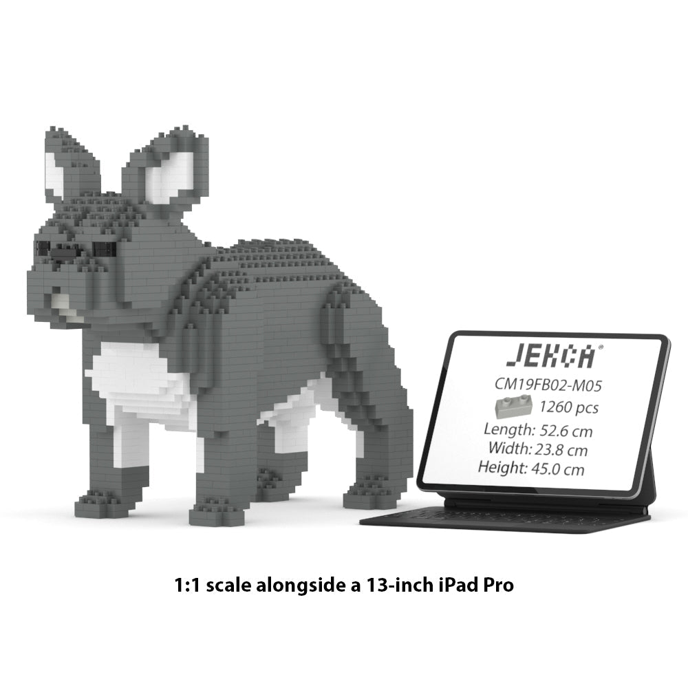 French Bulldog 02-M05