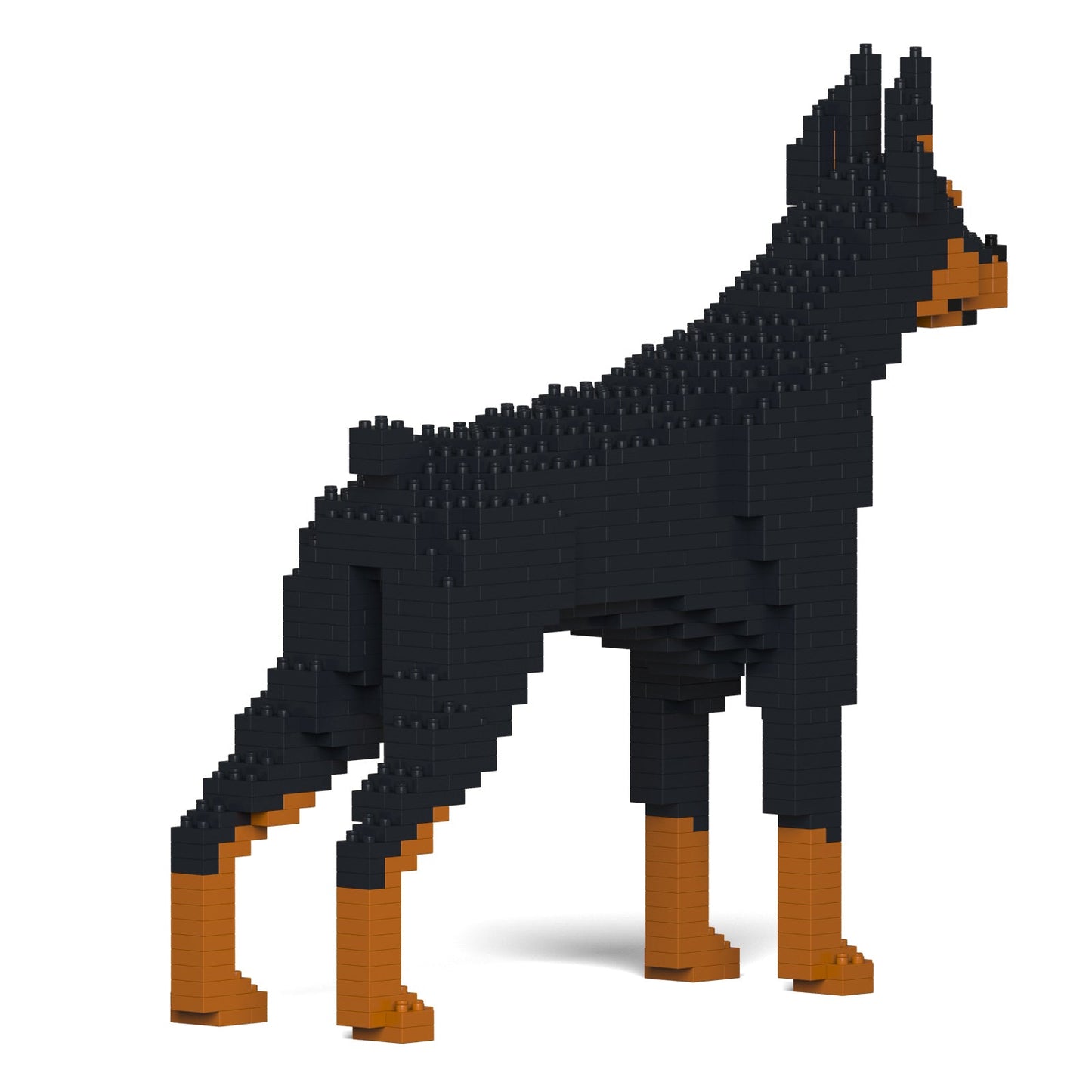 Doberman Pinscher 01-M01