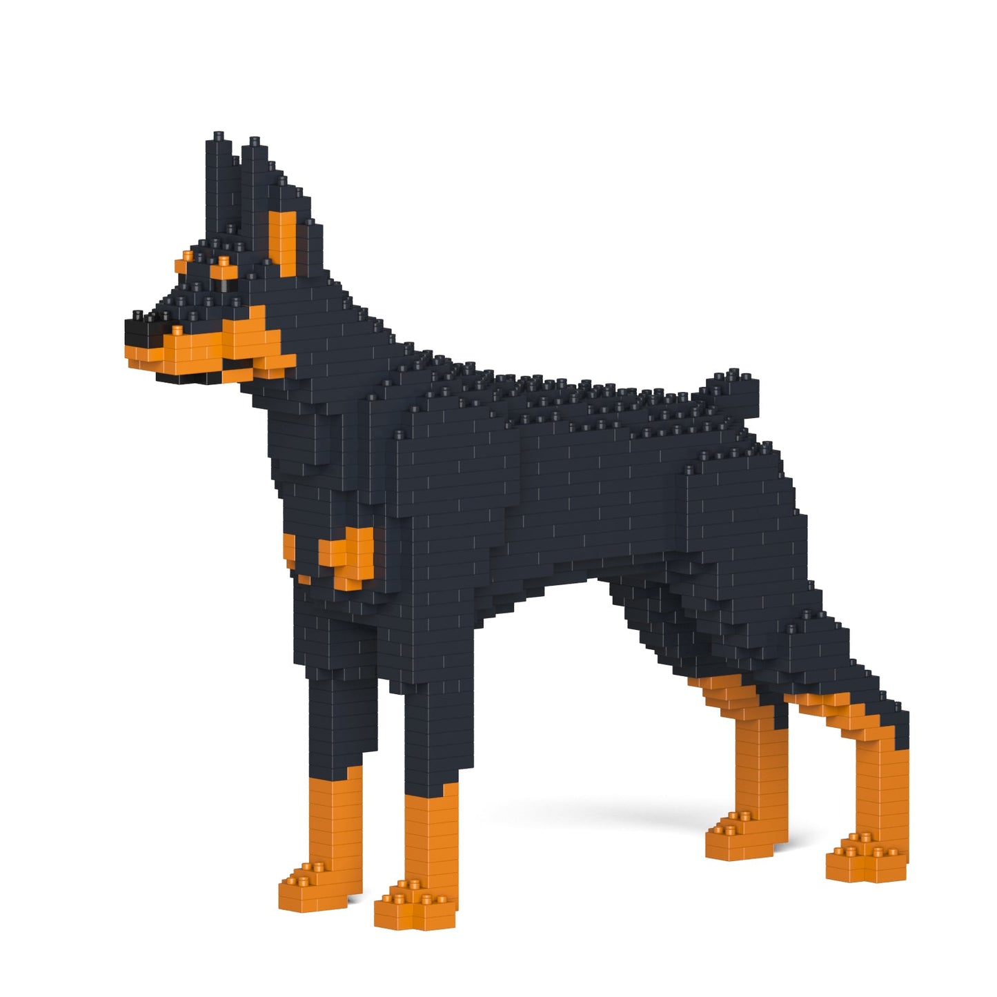 Doberman Pinscher 01-M01